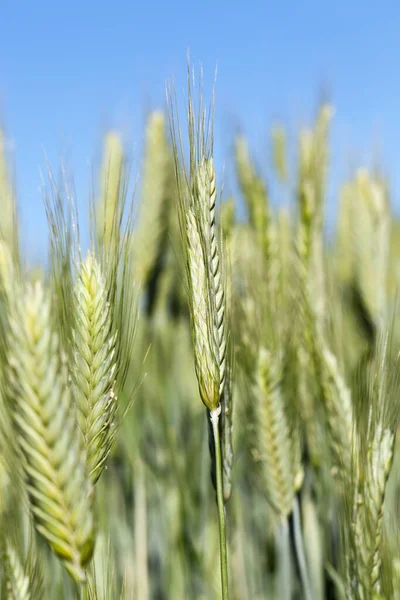 Jordbruksområde Som Odlar Omogna Unga Spannmål Vete Blå Himmel Bakgrunden — Stockfoto