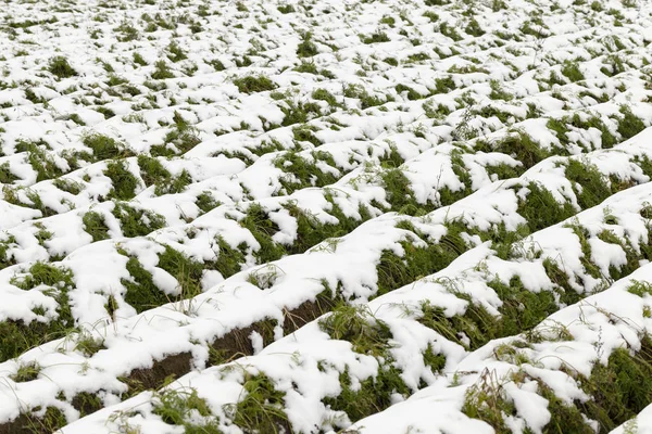 Agricultural Field Which Shows Crop Harvested Carrots Covered Snow Autumn — Stock Photo, Image