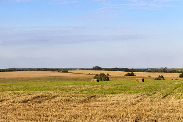 Campo Agricolo Che Fatto Raccolta Cereali Grano Sul Campo Rimasta — Foto Stock