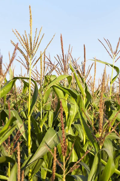 Сільськогосподарське Поле Якому Вирощують Зелену Нестиснуту Кукурудзу Фото Зроблене Крупним — стокове фото