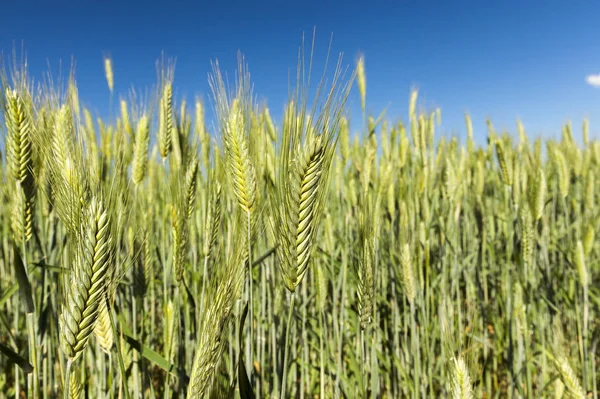 Campo Agrícola Que Cultivan Cereales Inmaduros Trigo —  Fotos de Stock