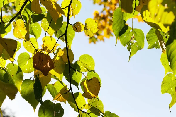 Zielone Żółte Liście Lipy Sezonie Jesiennym Skup Się Pierwszym Planie — Zdjęcie stockowe