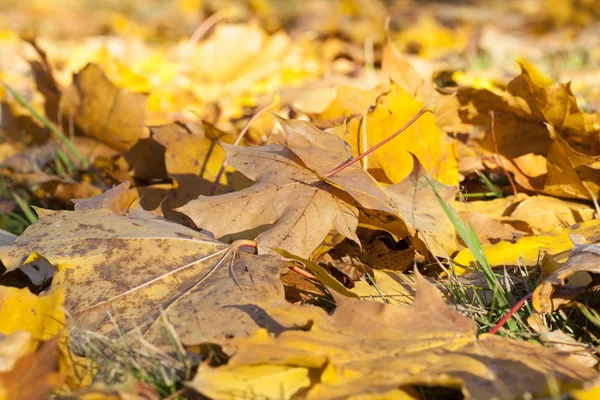 Maple Tree Leaves Foliage — Stock Photo, Image