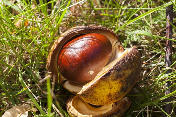 Amadurecido Caído Para Frutas Moídas Castanha Marrom Temporada Outono Foto — Fotografia de Stock