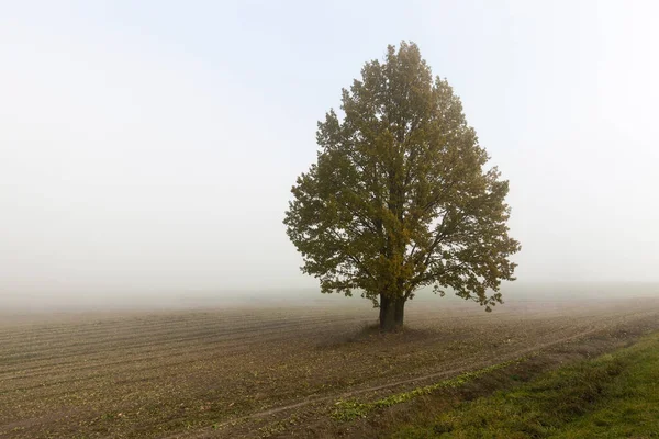 Bäume Aus Nächster Nähe Fotografiert Der Herbstsaison Die Straße Ist — Stockfoto