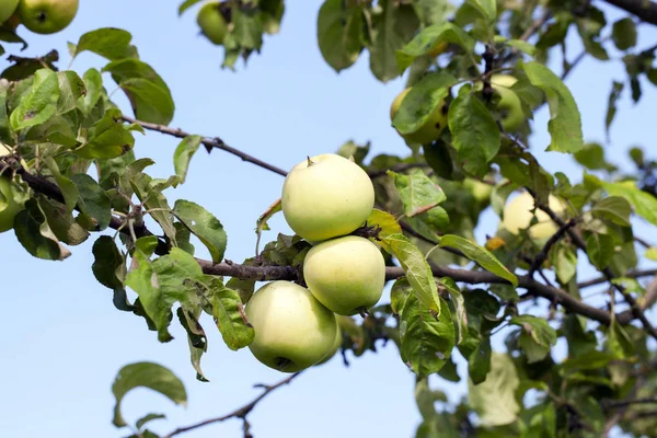 Manzanas Verdes Árbol Que Crece Huerto Foto Tomada Cerca Pequeña — Foto de Stock