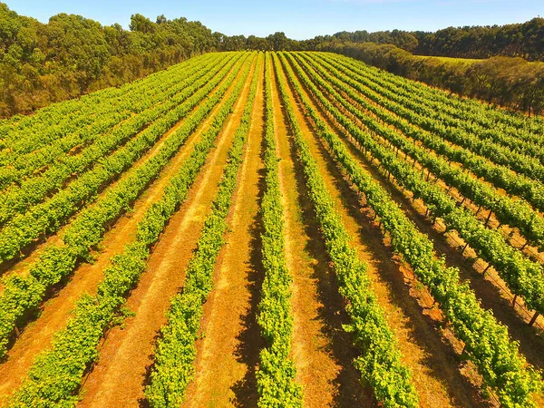 Agricultura Rural Paisaje Viñedos Con Plantas Árboles — Foto de Stock