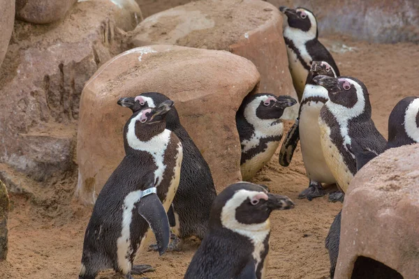 Vista Panorâmica Pássaros Pinguins Bonitos Natureza — Fotografia de Stock