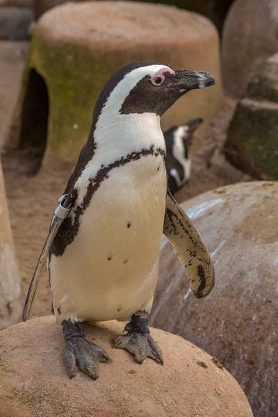 Aussichtsreicher Blick Auf Putzige Pinguinvögel Der Natur — Stockfoto