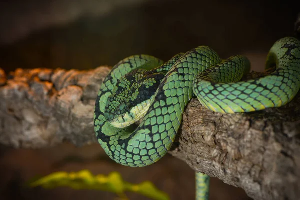 Serpiente Mundo Animal Piel Serpiente —  Fotos de Stock