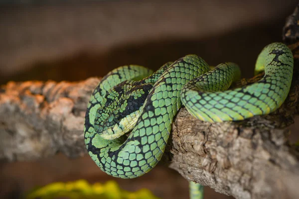 Змея Природе — стоковое фото
