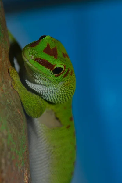 Lagarto Reptil Geco Animal Tropical — Foto de Stock