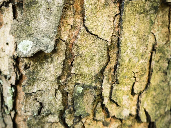 Текстура Дерев Яного Фону Фонові Шпалери — стокове фото