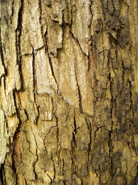 Drewniana Tekstura Tła Tapeta Tła — Zdjęcie stockowe