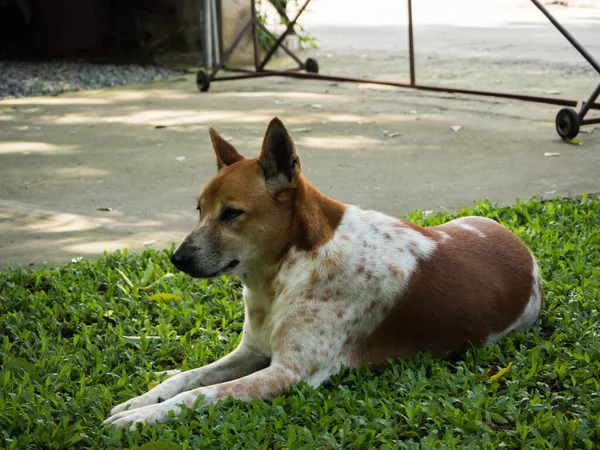 Cão Jardim — Fotografia de Stock