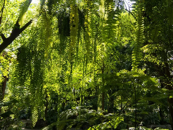 庭園と日光の緑のシダの葉 — ストック写真