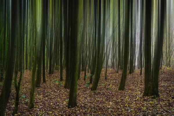 秋の森の木々の動きのぼかし — ストック写真