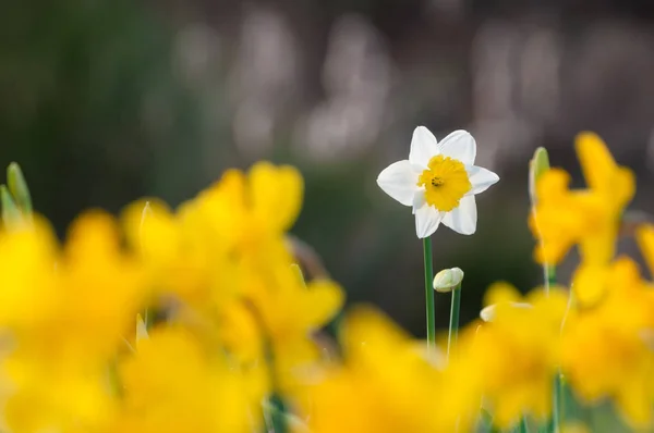 Narciso Blanco Parterre Con Narcisos Color Amarillo Brillante — Foto de Stock