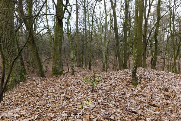 Los Troncos Desnudos Los Árboles Que Crecen Bosque Temporada Otoño —  Fotos de Stock