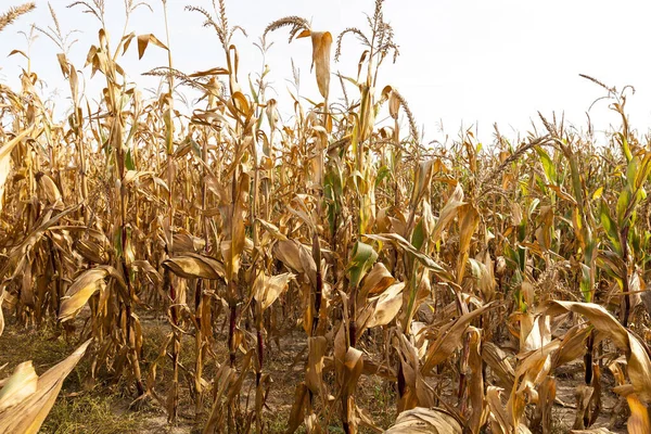 Campo Agrícola Que Cultiva Maíz Amarillo Maduro Foto Cerca Temporada — Foto de Stock