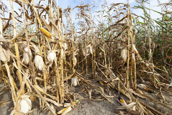 Campo Que Cultivado Madurado Maíz Planta Vuelto Amarilla Madura Lista — Foto de Stock