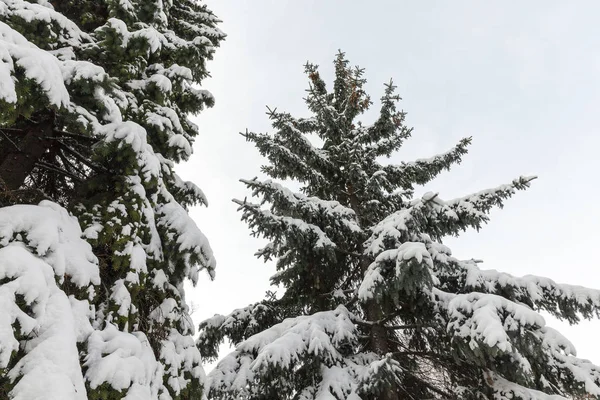 冬には木が芽吹きます 降雪後の雪に覆われた枝や緑の針 秋のシーズン 背景には青空が広がり 写真はクローズアップされています — ストック写真