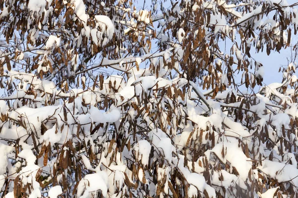 Nahaufnahmen Kahler Bäume Die Nach Dem Letzten Schneefall Mit Schnee — Stockfoto