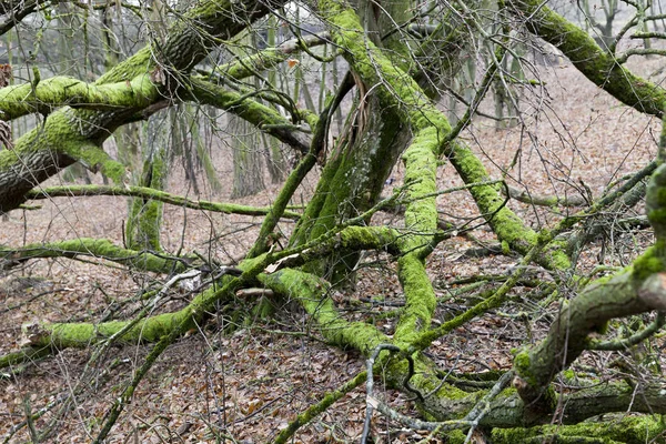 Staré Polámané Větve Stromů Kmen Jsou Pokryty Mechem Lišejníkem Fotografie — Stock fotografie