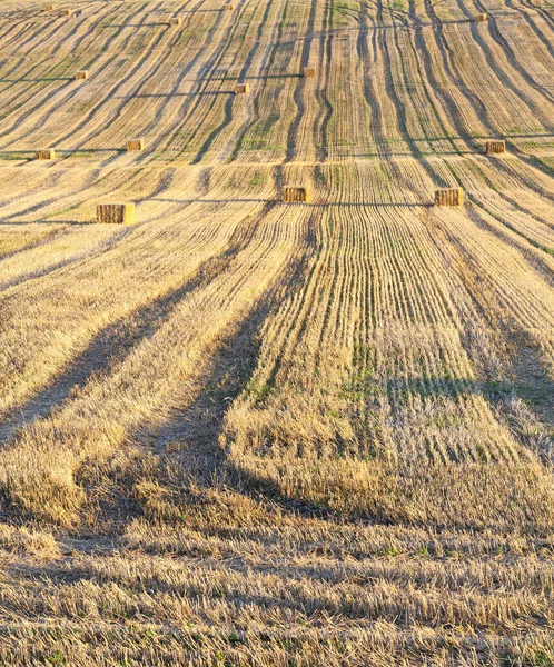 Kukoricamező Bálákkal Mezőgazdaság — Stock Fotó