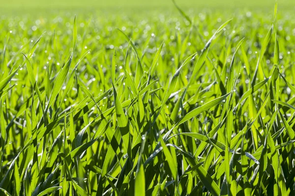 Campo Agrícola Que Crecen Cereales Jóvenes Inmaduros Trigo —  Fotos de Stock