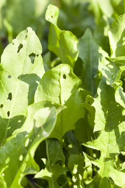 Green Leaves Sorrel Growing Territory Agricultural Field Photographed Close Shallow — Stock Photo, Image