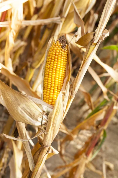 Stock image AGRICULTURAL field on which grows ready for harvest ripe yellow corn on the cob and her. Autumn season.