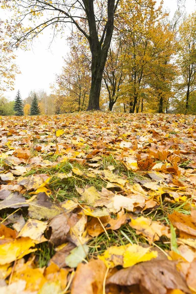 Feuilles Érable Feuillage — Photo