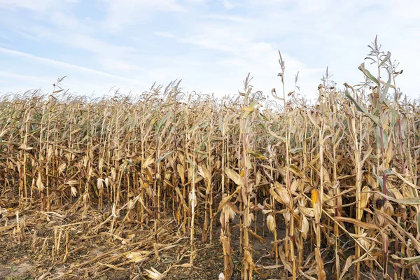 Campo Agrícola Que Crece Listo Para Cosecha Maíz Seco Amarillento —  Fotos de Stock