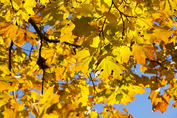 Blätter Des Ahornbaums Laub — Stockfoto