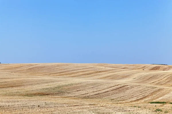 Câmp Agricol Care Recolteze Grâul Galben Copt Cerul Albastru Mică — Fotografie, imagine de stoc