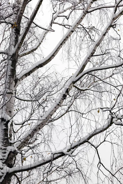 Сфотографирован Крупным Планом Голых Деревьев Покрытых Снегом После Последнего Снегопада — стоковое фото