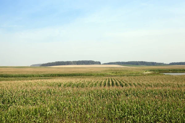 Agricultural Field Which Grow Green Immature Corn Background Blue Sky — Stock Photo, Image