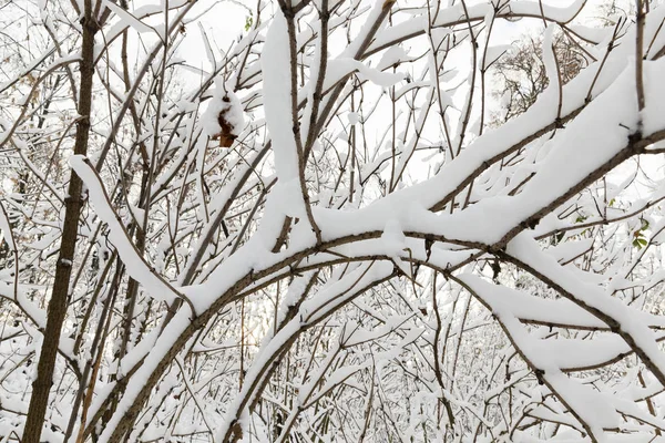 最後の雪の後に雪で覆われた公園で成長している木 植物の枝の写真は フィールドの小さな深さにクローズアップしました 冬の季節 — ストック写真