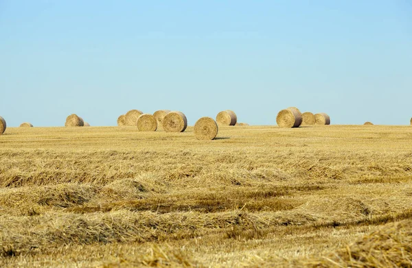 Campo Agrícola Que Apilaron Pajares Paja Después Las Cosechas Trigo —  Fotos de Stock