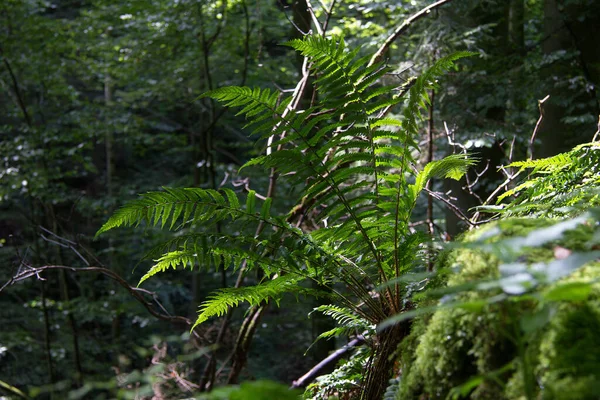 Yeşil Eğrelti Otu Orman Bitkisi Yaprakları — Stok fotoğraf
