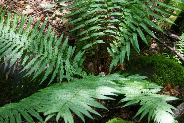 Ormbunke Skog Med Stil — Stockfoto