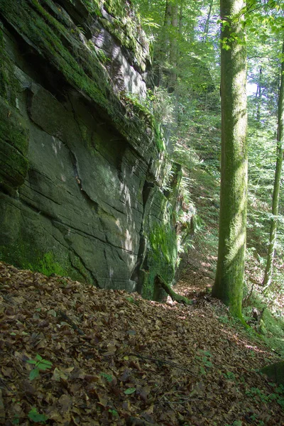 Rochers Couverts Mousse Dans Une Forêt Styrie — Photo