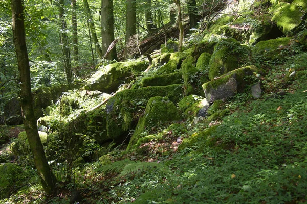 Rochers Couverts Mousse Dans Une Forêt Styrie — Photo
