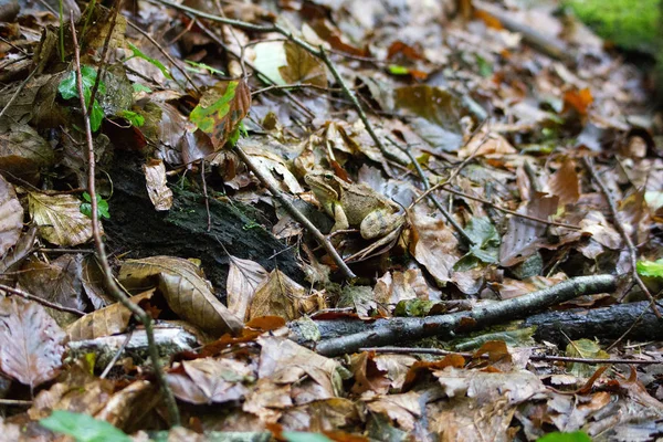 Crapaud Sur Sol Forestier Humide Dans Une Forêt Styrie — Photo