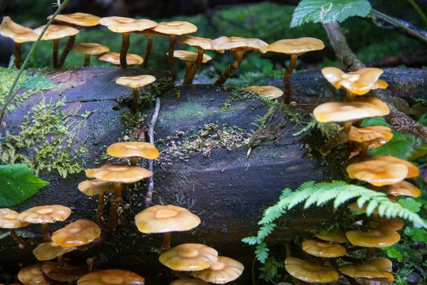 Anillo Setas Tronco Árbol Podrido Bosque Estiria — Foto de Stock