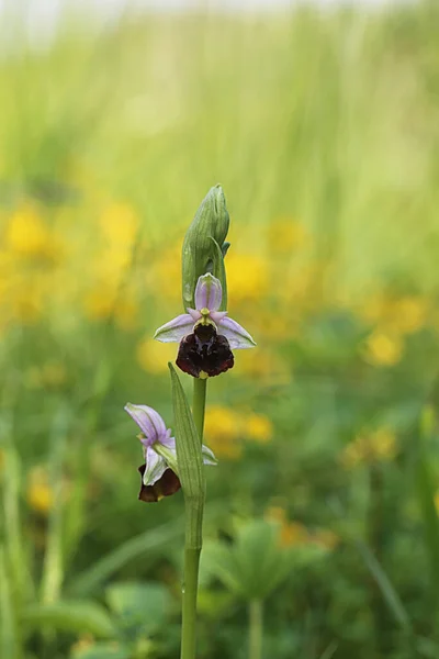 Bourdon Ophrys Holoserica Sur Kalkmagerwiese — Photo