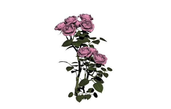Квітка Троянда Пелюстки Квітів Флора — стокове фото