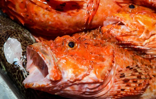 Scorpionfish Vermelho Neomerinthe Hemingwayi Peixe Natureza — Fotografia de Stock