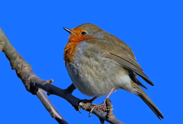 Schöne Aussicht Auf Rotkehlchen Der Natur — Stockfoto